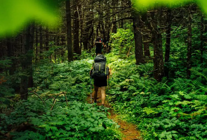 How Fast Can you Hike Through Forest? (Answered!)