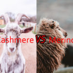 Cashmere vs Merino Wool – which is best?
