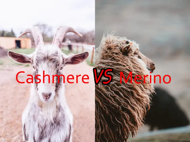 Cashmere VS Merino