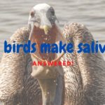 Do birds have saliva? (Answered and explained!)