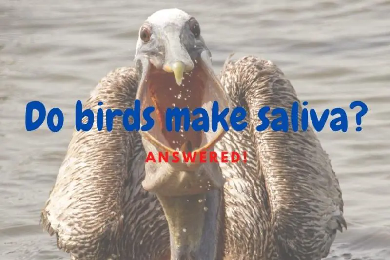 Do birds make saliva