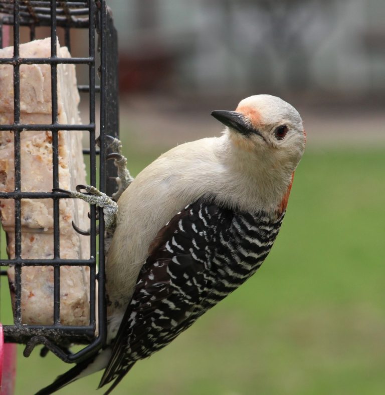 60 Most common Backyard Birds of Massachusetts 2024! Outlife Expert