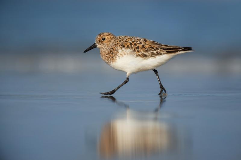 Which birds cannot walk? (5 types of birds revealed!)