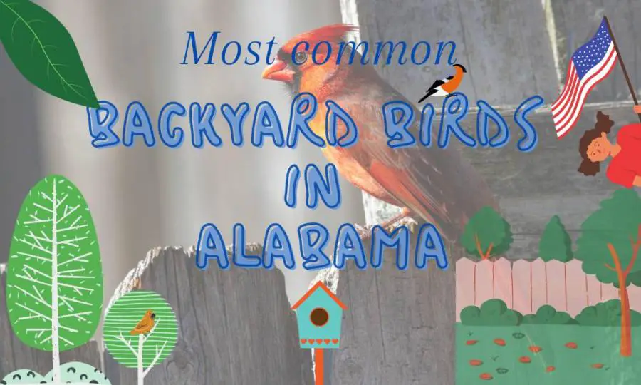 Backyard Birds of Alabama (30 Most Common Birds Listed!)