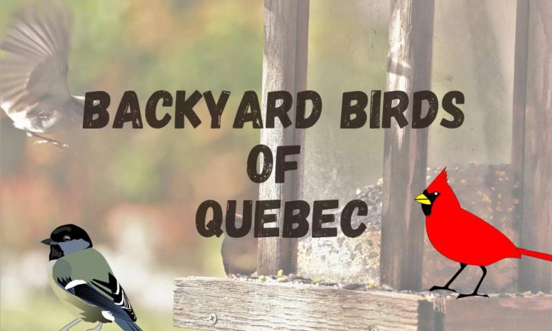 Backyard birds Quebec
