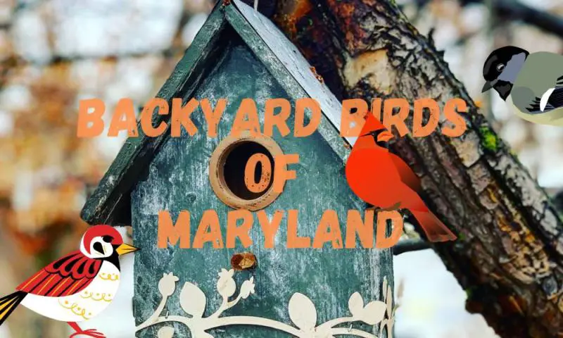 Most common backyard birds of Maryland (with descriptions!)