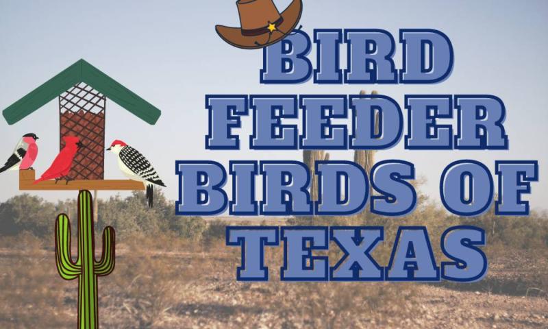Most Common Backyard Birds Of Texas 2024!