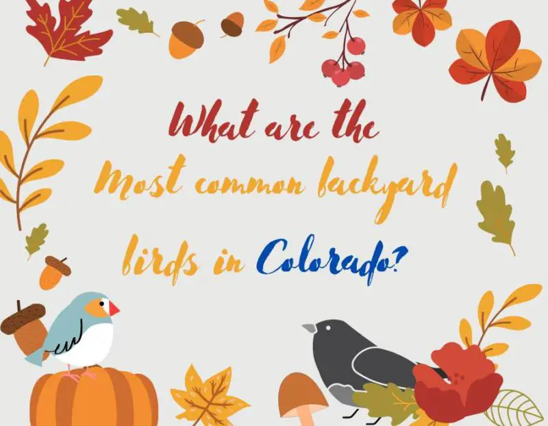 30 most common backyard birds in Colorado (2024!)