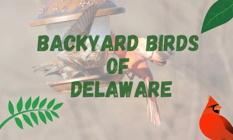 Most common backyard birds of Delaware (Info and trends!)