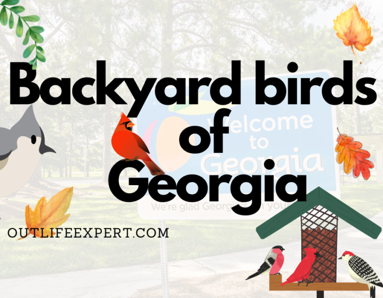 Most common backyard birds (2024!) Outlife Expert