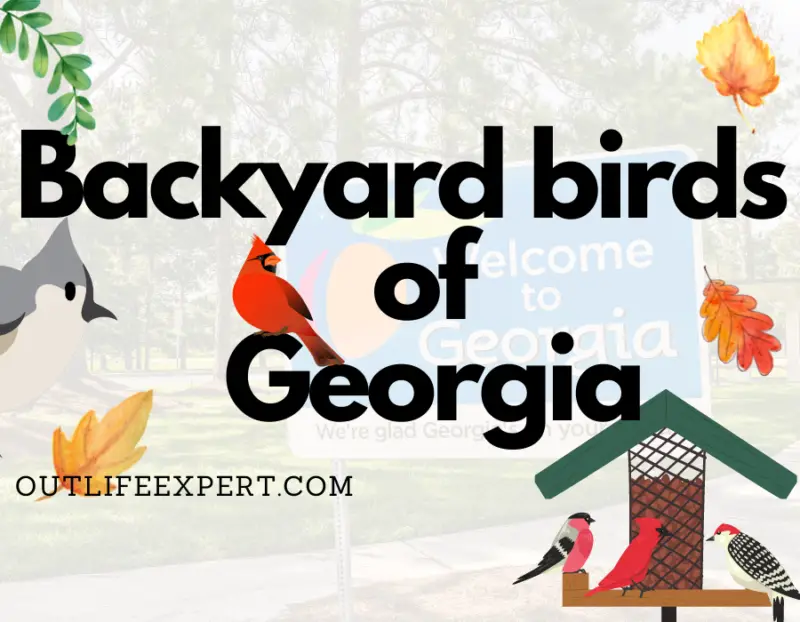 Most common backyard birds Georgia (2024!)