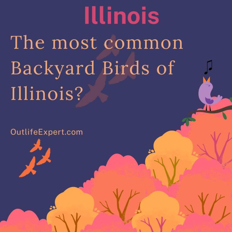 30 most common backyard birds of Illinois 2024!