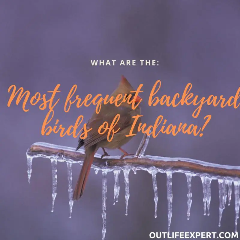 30 most frequent backyard birds of Indiana (photos & data!)
