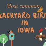 30 most common birds in Iowa backyards (Data and trends!)