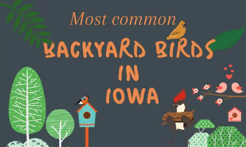 30 most common birds in Iowa backyards (Data and trends!)