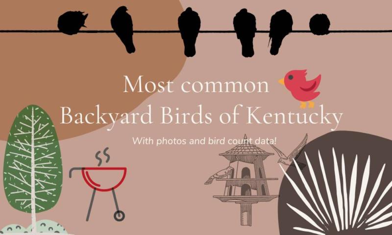 30 most common backyard birds in Kentucky (Trends and data!)