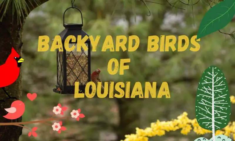 30 most common backyard birds in Louisiana (with photos!)