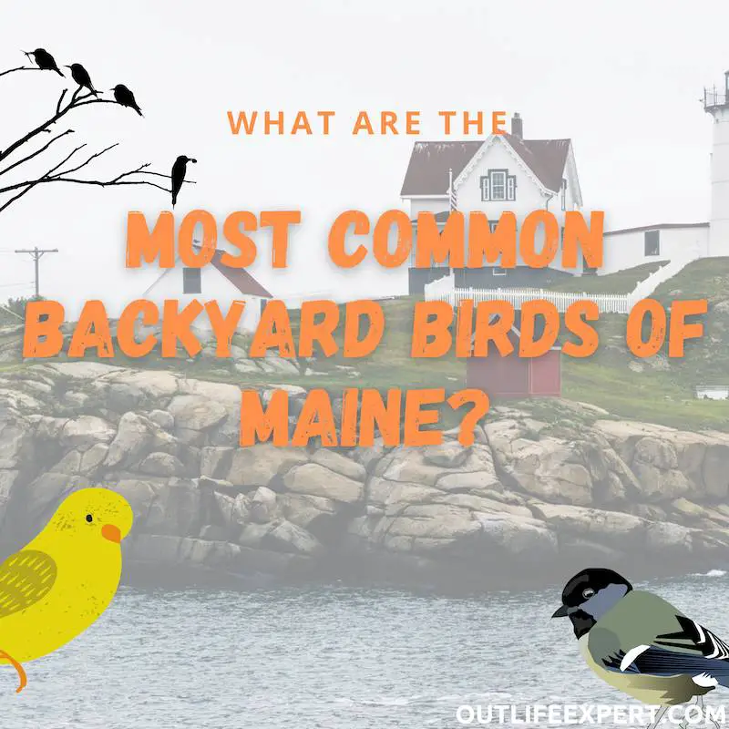 The 30 most common backyard birds of Maine (with statistics)