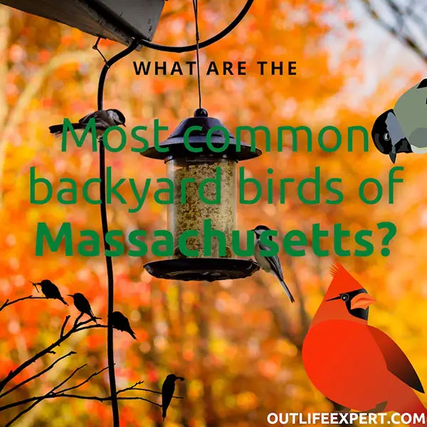 60 Most common Backyard Birds of Massachusetts 2024!