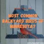30 most common backyard birds of Minnesota? (2024!)