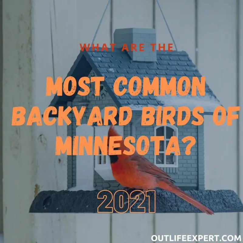 30 most common backyard birds of Minnesota? (2023!)