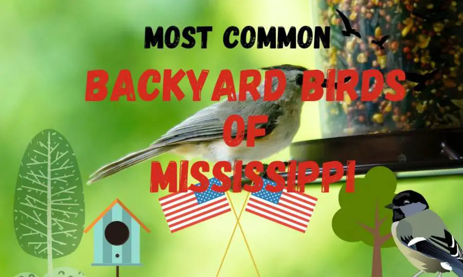 Most common backyard birds in Mississippi (With data!)