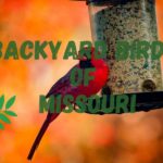 Most common Missouri backyard birds – list and descriptions!