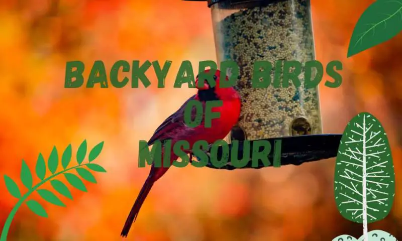 Most common Missouri backyard birds – list and descriptions!