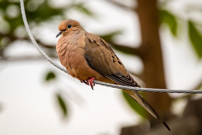 Do Mourning Doves Poop A Lot? (What Does It Look Like?)
