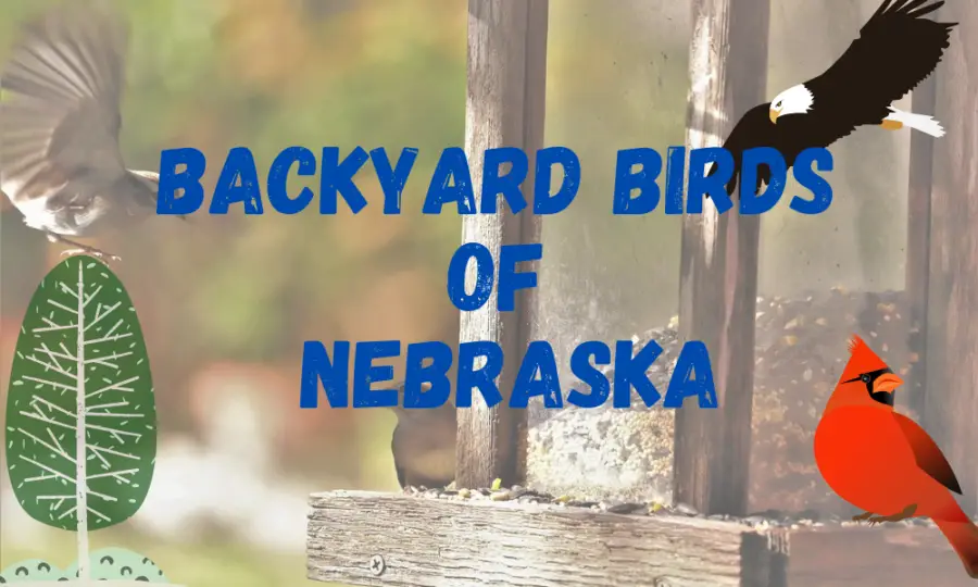 30 top bird feeder birds in Nebraska (Photos and data!)