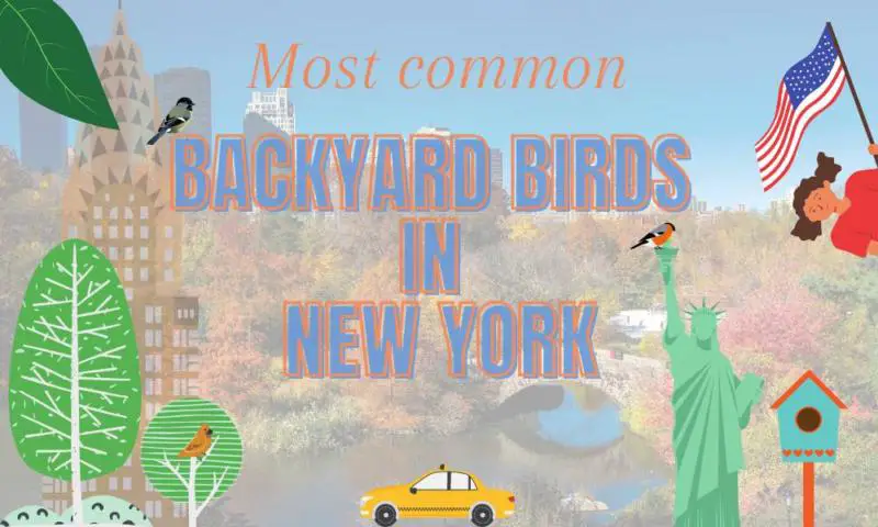 30 most common backyard birds of New York (data and trends!)