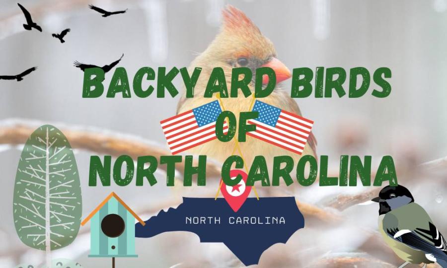 30 most common backyard birds of North Carolina (with data!)