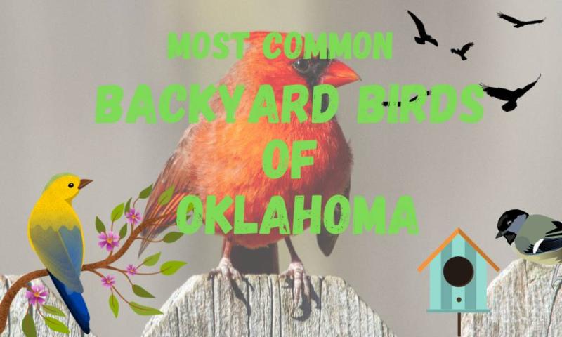 30 Most Common Backyard Birds of Oklahoma 2024!