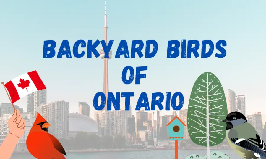 30 Most Common Backyard Birds Of Ontario In 2024!