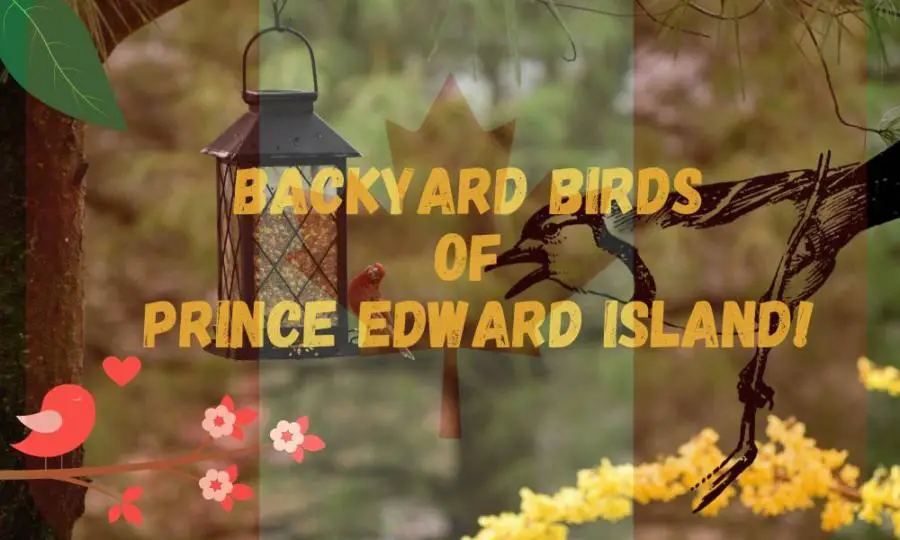 Most common backyard birds of Prince Edward Island