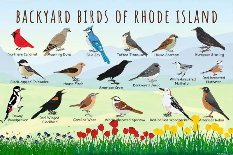Backyard birds of Rhode Island guide poster.