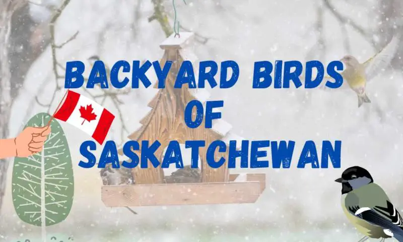 Most common backyard birds in Saskatchewan, Canada.
