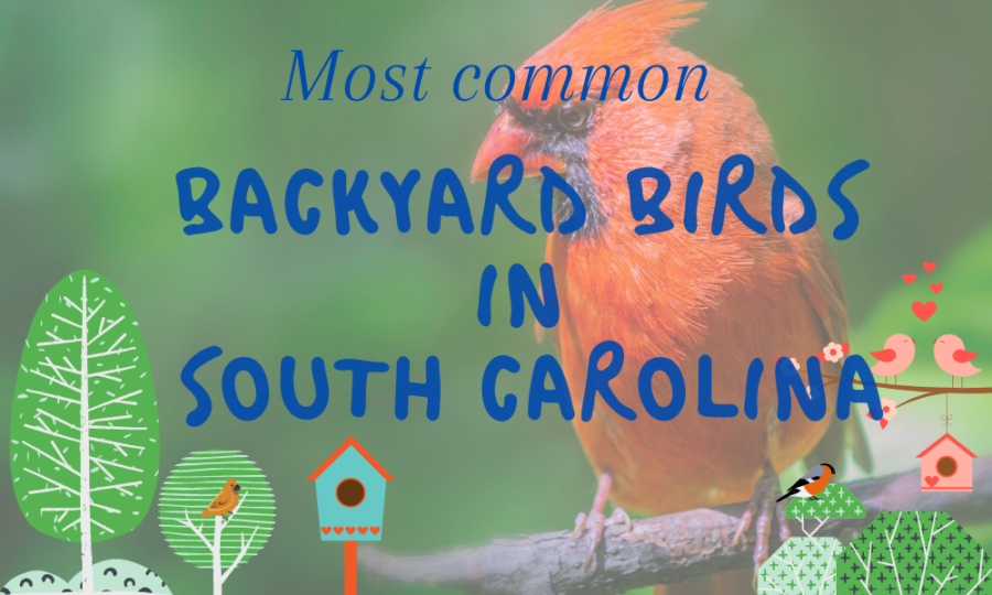 Most common summer backyard birds in South Carolina?