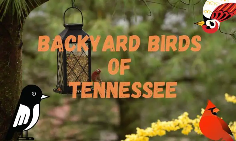 Top backyard birds of Tennessee (data and descriptions!)