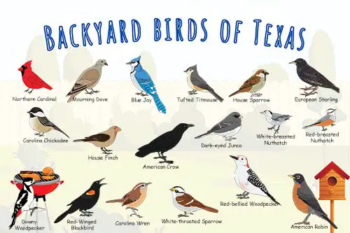 backyard birds of Texas poster