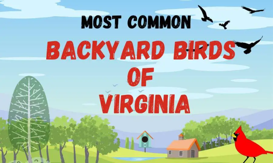 30 most common backyard birds of Virginia (data and trends!)