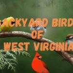 30 Most Common Backyard Birds of West Virginia in 2024!