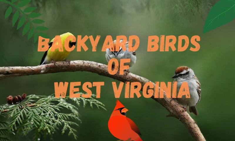 30 Most Common Backyard Birds of West Virginia in 2024!