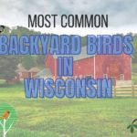 Most common backyard birds of Wisconsin (with descriptions!)