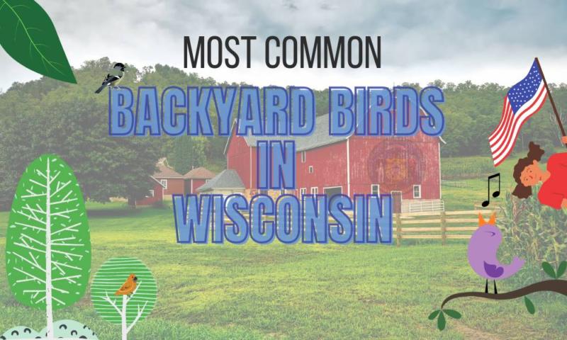Most common backyard birds of Wisconsin (with descriptions!)