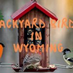 Backyard birds in Wyoming (photos, lists and trends!)