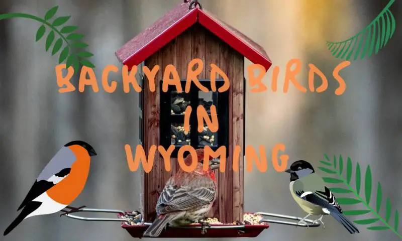 Backyard birds in Wyoming (photos, lists and trends!)