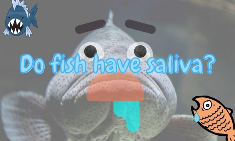 Do fish make saliva? (Answered and explained!)