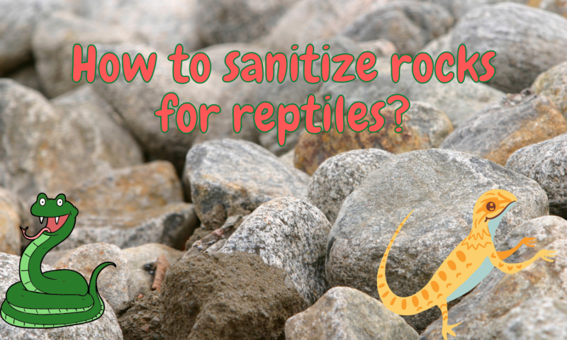 How to sanitize rocks for reptiles? (Full guide!)