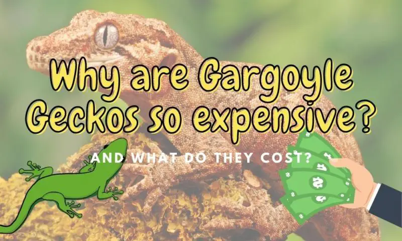 Why Are Gargoyle Geckos So Expensive? (Explained!)